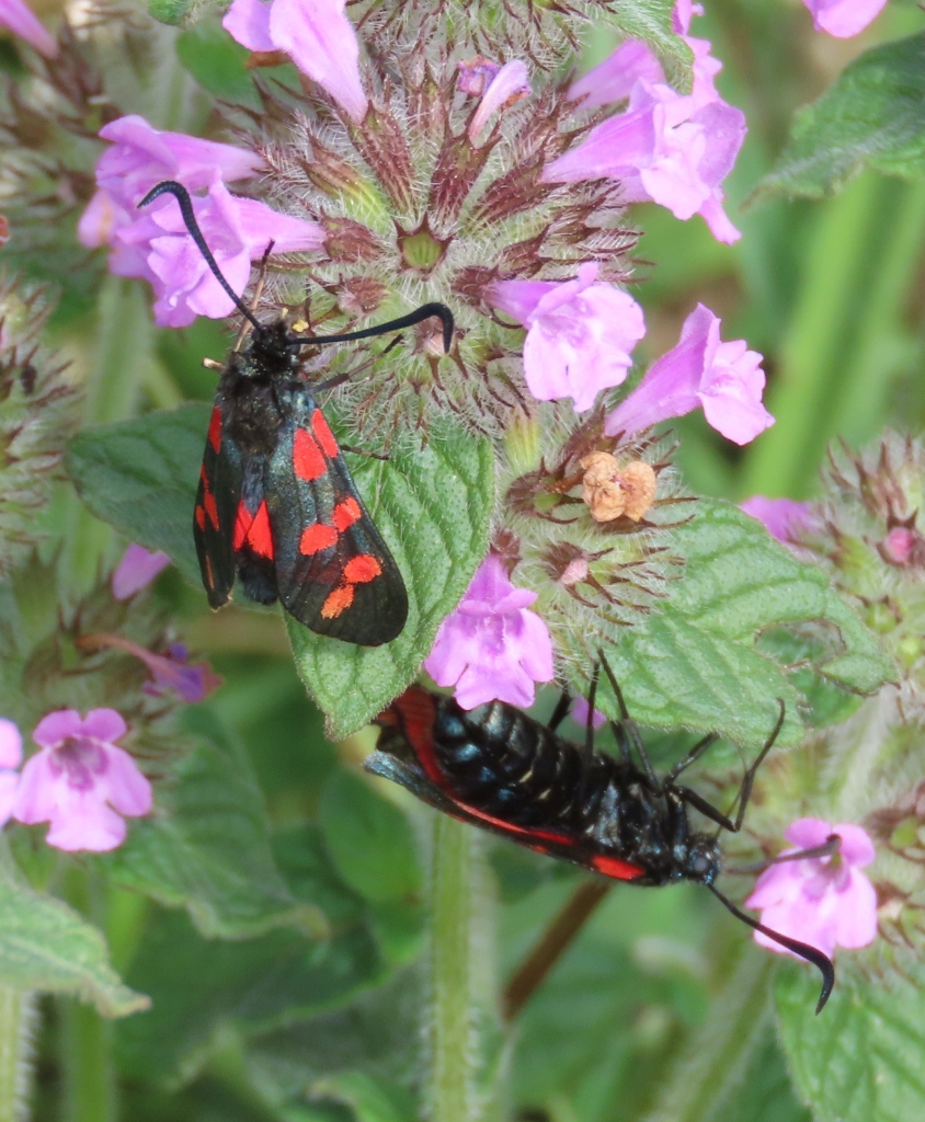 Six-spot-Burnet-on-Wild-Basil